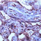 Immunohistochemistry (Formalin/PFA-fixed paraffin-embedded sections) - Anti-TGF beta 3 antibody (AB15537)