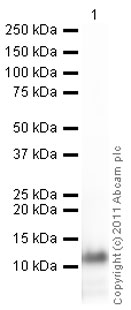 Western blot - Anti-TGF beta 3 antibody (AB15537)