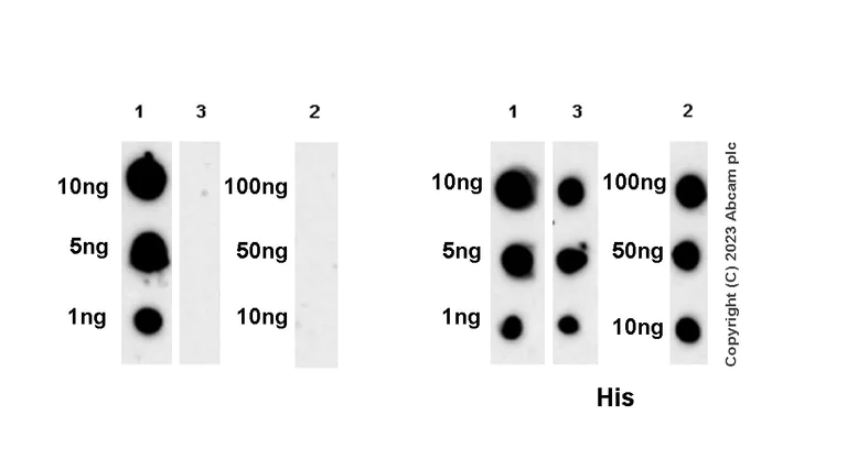 Dot Blot - Anti-TGF beta 3 antibody [EPR27093-72] - BSA and Azide free (AB308301)