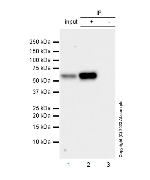 Immunoprecipitation - Anti-TGF beta 3 antibody [EPR27093-72] - BSA and Azide free (AB308301)