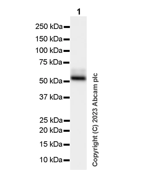 Western blot - Anti-TGF beta 3 antibody [EPR27093-72] - BSA and Azide free (AB308301)