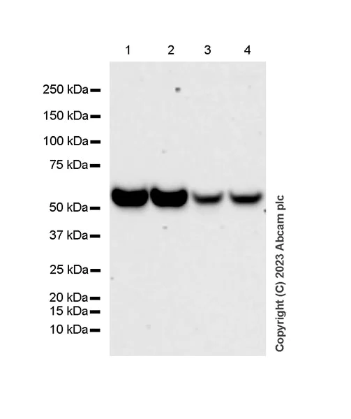 Western blot - Anti-TGF beta 3 antibody [EPR27093-72] - BSA and Azide free (AB308301)