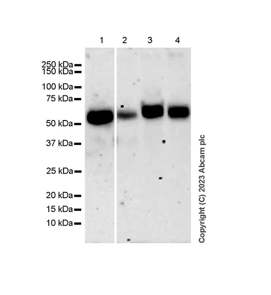 Western blot - Anti-TGF beta 3 antibody [EPR27093-72] - BSA and Azide free (AB308301)