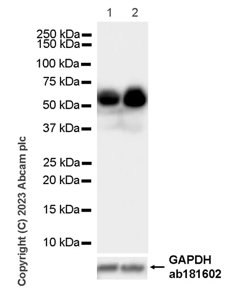 Western blot - Anti-TGF beta 3 antibody [EPR27093-72] - BSA and Azide free (AB308301)