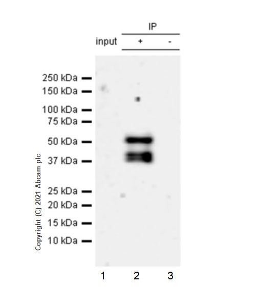 Immunoprecipitation - Anti-TGF beta Receptor I antibody [EPR20923-13] - BSA and Azide free (AB288303), expandable thumbnail