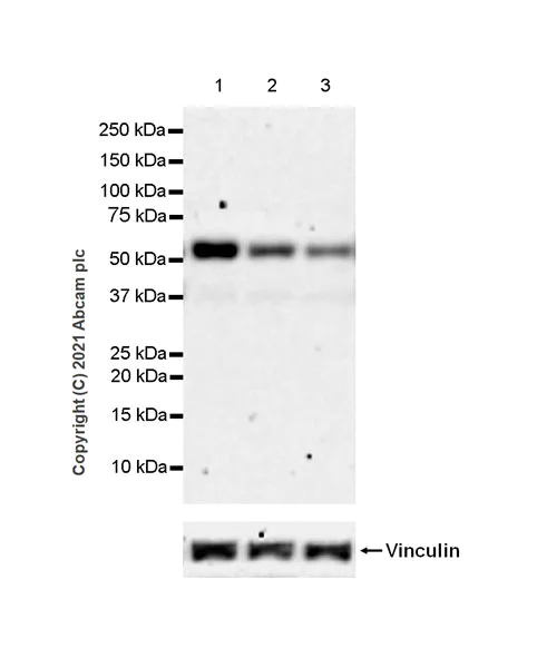 Western blot - Anti-TGF beta Receptor I antibody [EPR20923-13] - BSA and Azide free (AB288303)