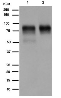 Western blot - Anti-TGF beta Receptor II antibody [EPR14673] - BSA and Azide free (AB236136), expandable thumbnail