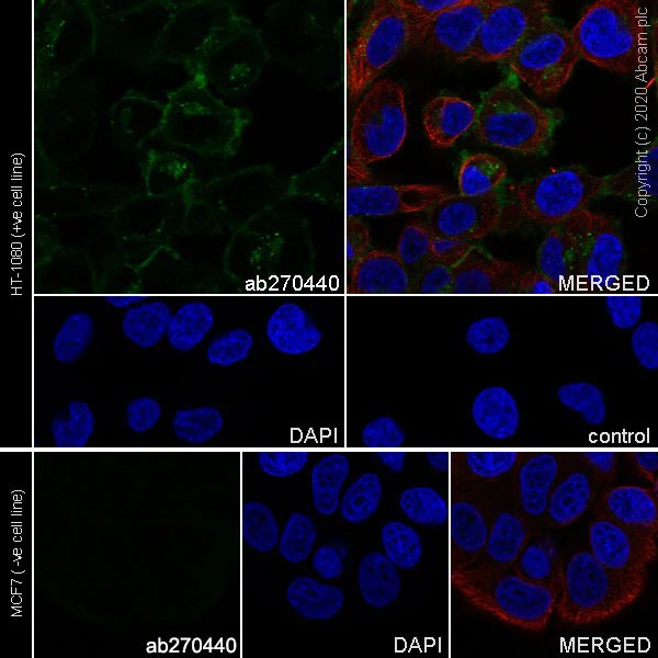 Immunocytochemistry/ Immunofluorescence - Anti-TGF beta Receptor II antibody [EPR23237-2] - BSA and Azide free (AB270609)