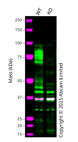 Western blot - Anti-TGF beta Receptor II antibody [EPR24349-124] (AB259360)