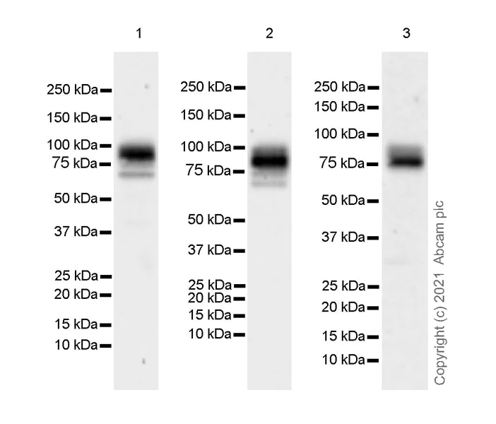 Western blot - Anti-TGF beta Receptor II antibody [EPR24349-124] - BSA and Azide free (AB283230)