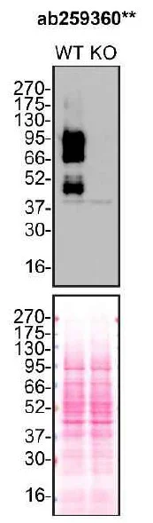 Western blot - Anti-TGF beta Receptor II antibody [EPR24349-124] - BSA and Azide free (AB283230)