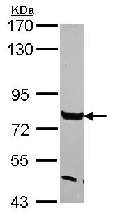 Western blot - Anti-TGF beta Receptor III/TGFBR3 antibody (AB97459)