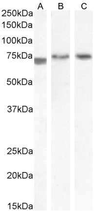 Western blot - Anti-TGFBI antibody (AB99562)