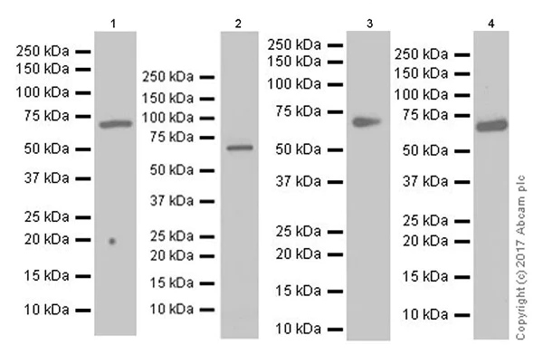 Western blot - Anti-TGFBI antibody [EPR17990-13] - BSA and Azide free (AB228133)