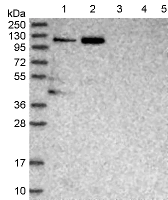 Western blot - Anti-TGFBRAP1 antibody (AB122468)