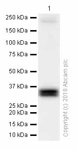 Western blot - Anti-TGIF antibody [EP637Y] (AB52955)
