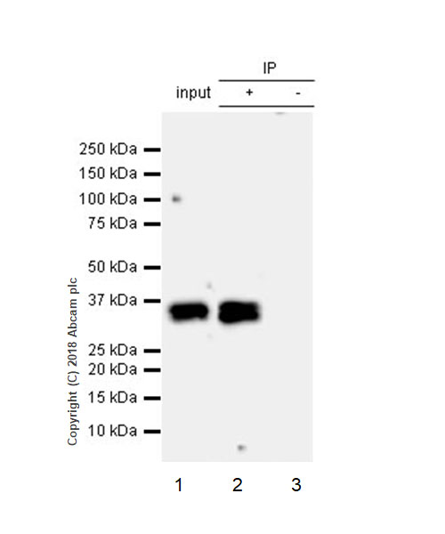 Immunoprecipitation - Anti-TGIF antibody [EP637Y] - BSA and Azide free (AB236005)