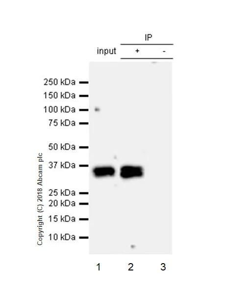 Immunoprecipitation - Anti-TGIF antibody [EP637Y] - BSA and Azide free (AB236005)