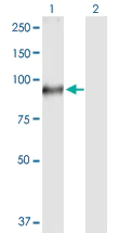 Western blot - Anti-TGM1 antibody (AB103814)