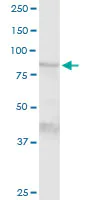 Western blot - Anti-TGM1 antibody (AB103814)