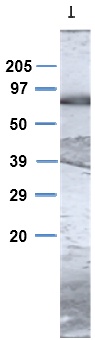 Western blot - Anti-TGM1 antibody (AB27000)