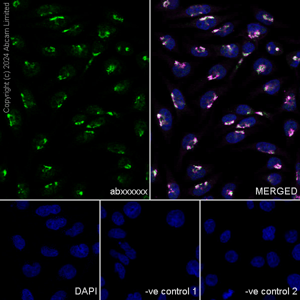 Immunocytochemistry/ Immunofluorescence - Anti-TGN38 antibody [EPR28143-541] (AB321791), expandable thumbnail