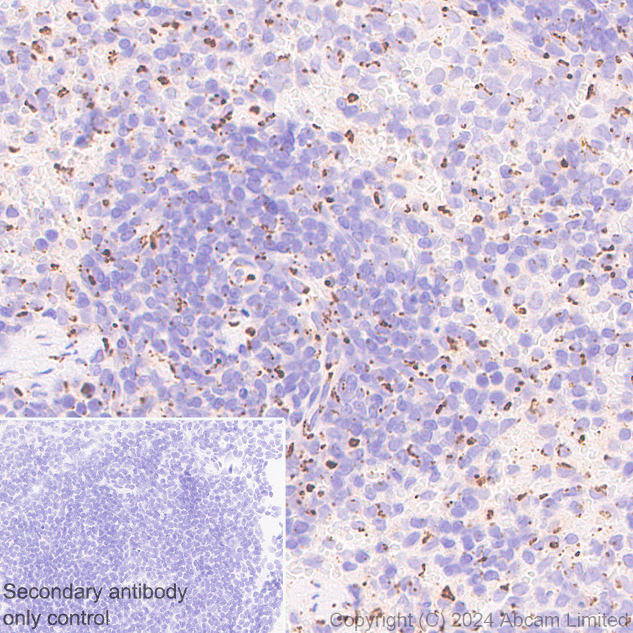 Immunohistochemistry (Formalin/PFA-fixed paraffin-embedded sections) - Anti-TGN38 antibody [EPR28143-541] (AB321791), expandable thumbnail