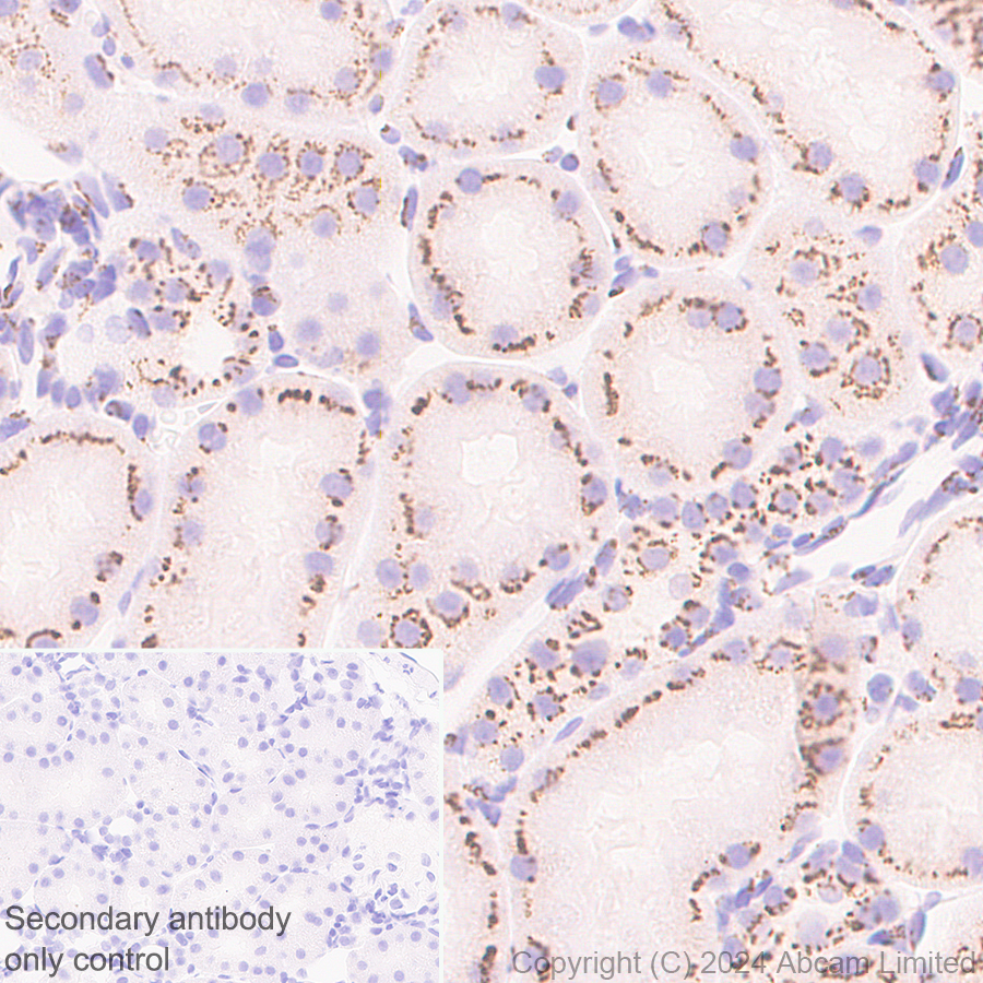 Immunohistochemistry (Formalin/PFA-fixed paraffin-embedded sections) - Anti-TGN38 antibody [EPR28143-541] (AB321791), expandable thumbnail