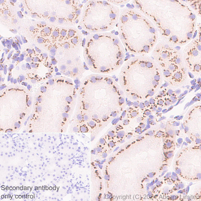 Immunohistochemistry (Formalin/PFA-fixed paraffin-embedded sections) - Anti-TGN38 antibody [EPR28143-541] (AB321791)