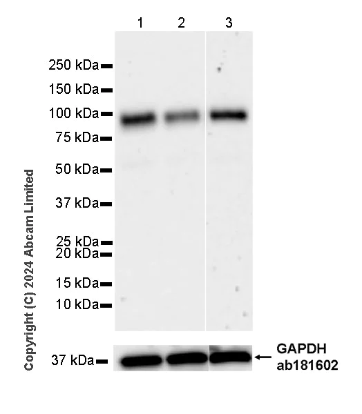 Western blot - Anti-TGN38 antibody [EPR28143-541] (AB321791)