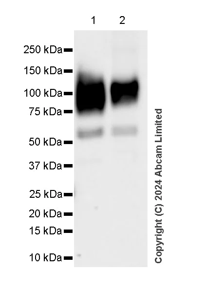 Western blot - Anti-TGN38 antibody [EPR28143-541] (AB321791)