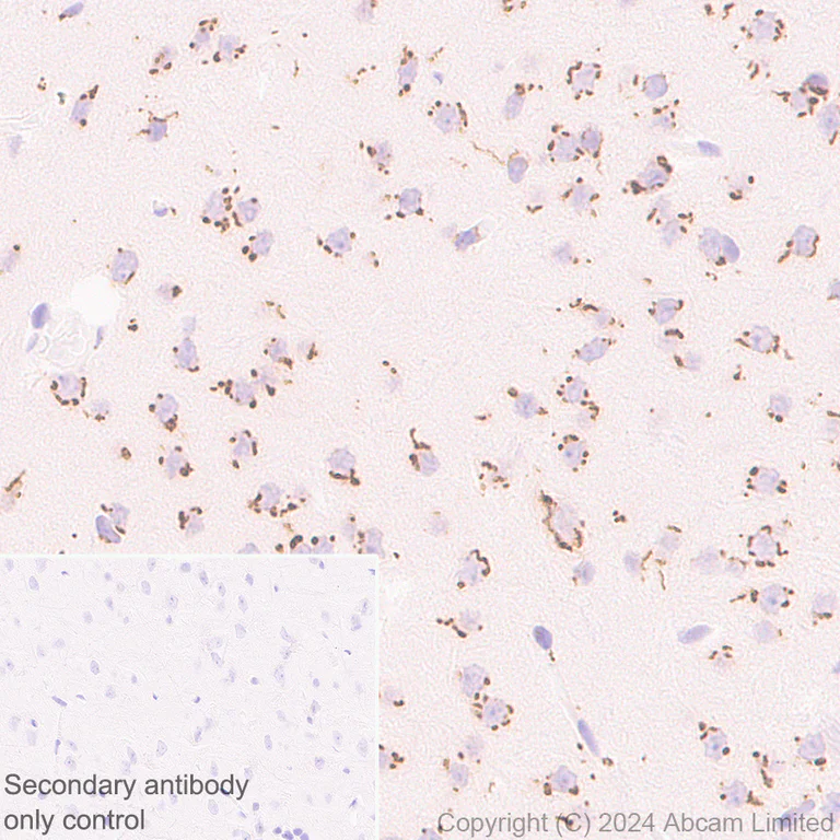 Immunohistochemistry (Formalin/PFA-fixed paraffin-embedded sections) - Anti-TGN38 antibody [EPR28143-541] - BSA and Azide free (AB321792)