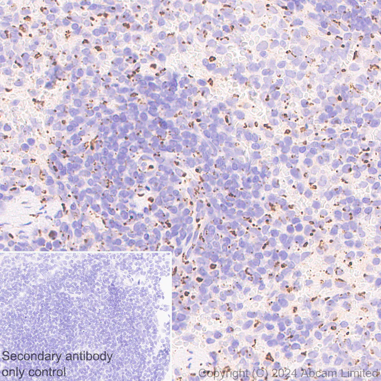 Immunohistochemistry (Formalin/PFA-fixed paraffin-embedded sections) - Anti-TGN38 antibody [EPR28143-541] - BSA and Azide free (AB321792)