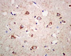 Immunohistochemistry (Formalin/PFA-fixed paraffin-embedded sections) - Anti-TGN46 antibody [EPR12676] - BSA and Azide free (AB249791)