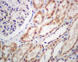 Immunohistochemistry (Formalin/PFA-fixed paraffin-embedded sections) - Anti-TGN46 antibody [EPR12676] - BSA and Azide free (AB249791)