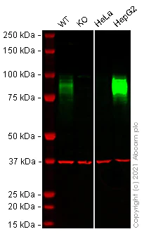 Western blot - Anti-TGN46 antibody [EPR12676] - BSA and Azide free (AB249791)