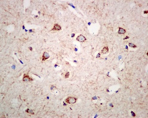 Immunohistochemistry (Formalin/PFA-fixed paraffin-embedded sections) - Anti-TGN46 antibody [EPR12676] (AB174280), expandable thumbnail