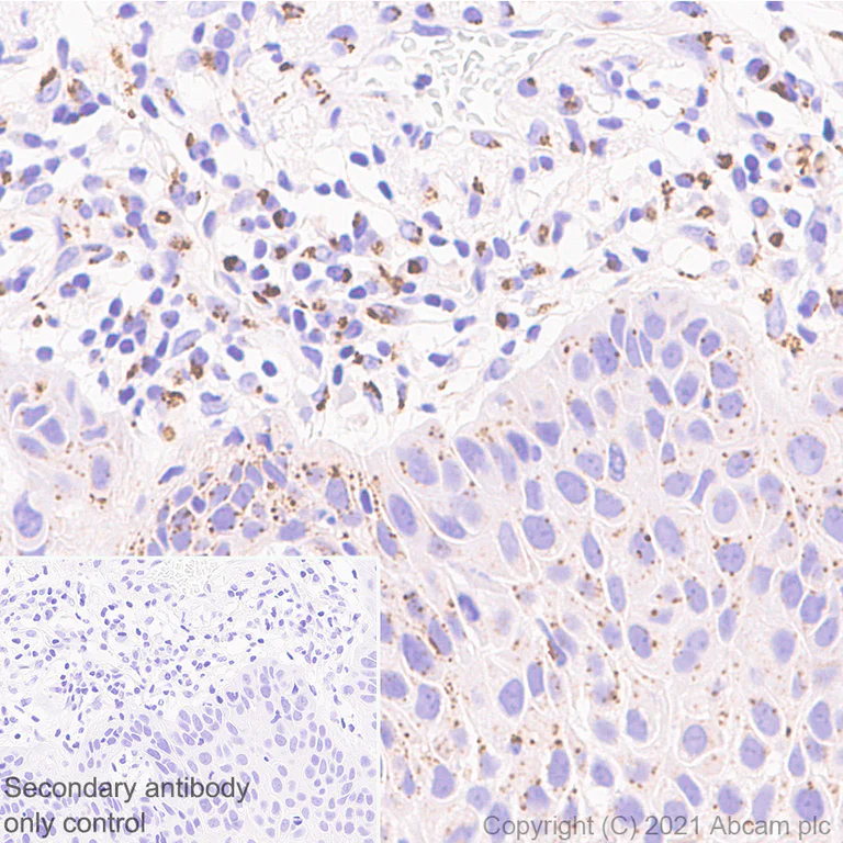 Immunohistochemistry (Formalin/PFA-fixed paraffin-embedded sections) - Anti-TGN46 antibody [EPR24770-16] - BSA and Azide free (AB283292)