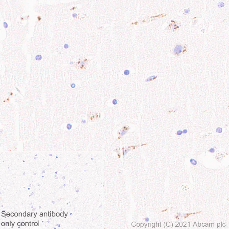 Immunohistochemistry (Formalin/PFA-fixed paraffin-embedded sections) - Anti-TGN46 antibody [EPR24770-16] - BSA and Azide free (AB283292)