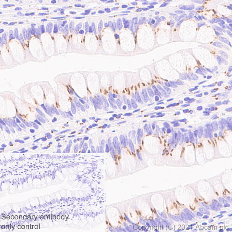 Immunohistochemistry (Formalin/PFA-fixed paraffin-embedded sections) - Anti-TGN46 antibody [EPR24770-16] - BSA and Azide free (AB283292)