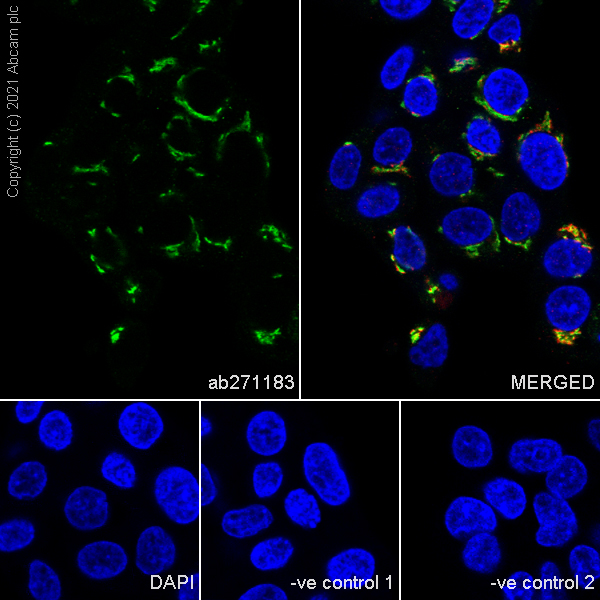 Immunocytochemistry/ Immunofluorescence - Anti-TGN46 antibody [EPR24770-16] (ab271183), expandable thumbnail