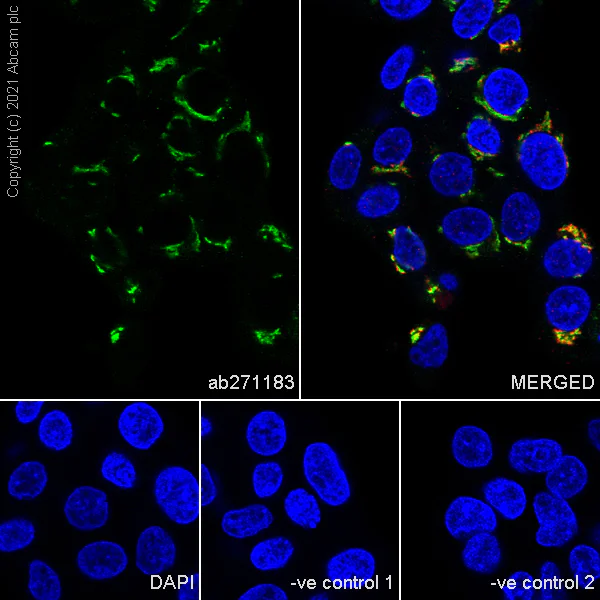 Immunocytochemistry/ Immunofluorescence - Anti-TGN46 antibody [EPR24770-16] - Golgi Marker (AB271183)