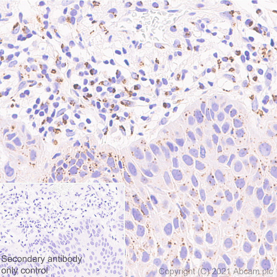 Immunohistochemistry (Formalin/PFA-fixed paraffin-embedded sections) - Anti-TGN46 antibody [EPR24770-16] (ab271183), expandable thumbnail