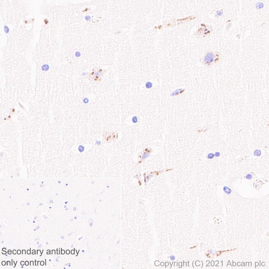 Immunohistochemistry (Formalin/PFA-fixed paraffin-embedded sections) - Anti-TGN46 antibody [EPR24770-16] (AB271183), expandable thumbnail