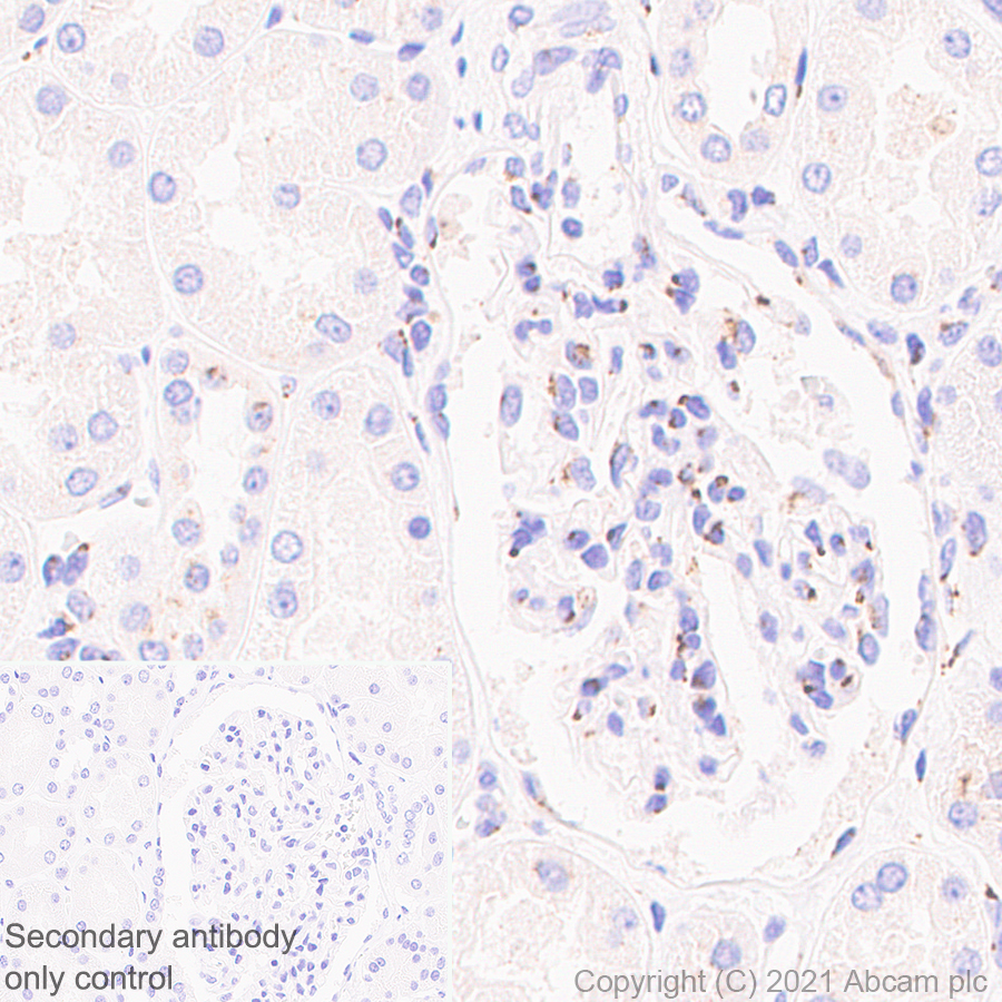 Immunohistochemistry (Formalin/PFA-fixed paraffin-embedded sections) - Anti-TGN46 antibody [EPR24770-16] (AB271183), expandable thumbnail