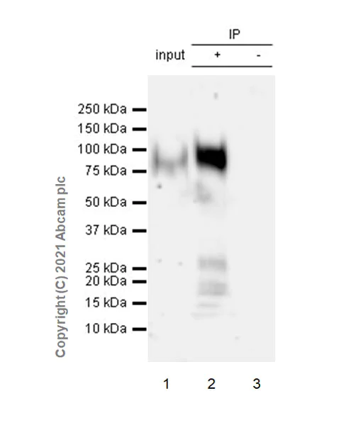 Immunoprecipitation - Anti-TGN46 antibody [EPR24770-16] - Golgi Marker (AB271183)