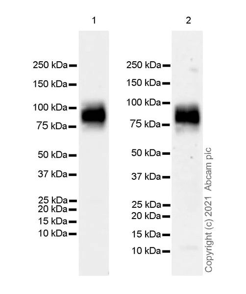 Western blot - Anti-TGN46 antibody [EPR24770-16] - Golgi Marker (AB271183)
