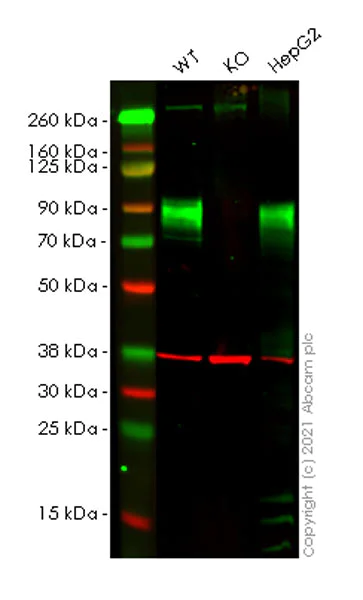 Western blot - Anti-TGN46 antibody [EPR24770-16] - Golgi Marker (AB271183)