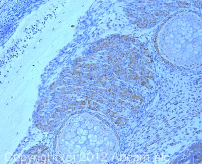 Immunohistochemistry (Formalin/PFA-fixed paraffin-embedded sections) - Anti-TGN46 antibody - Golgi Marker (AB16059)