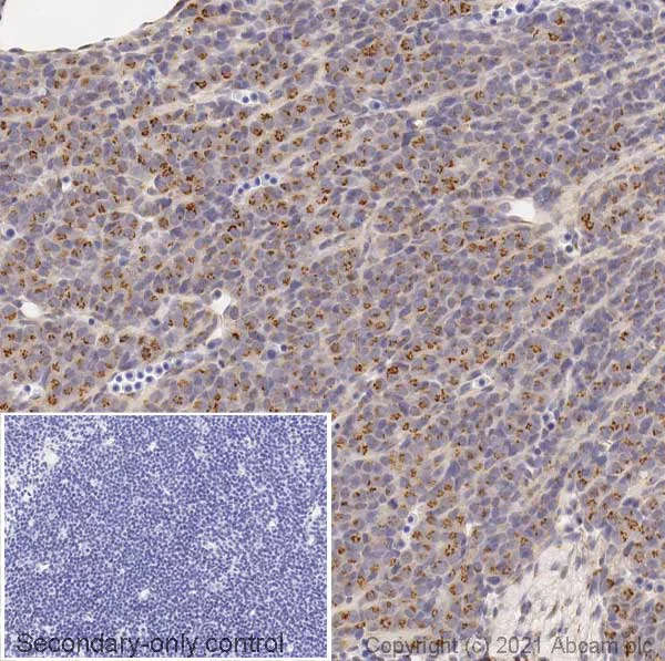 Immunohistochemistry (Formalin/PFA-fixed paraffin-embedded sections) - Anti-TGN46 antibody - Golgi Marker (AB16059)